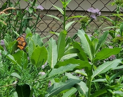 Danaus plexippus