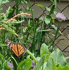 Danaus plexippus