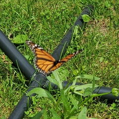 Danaus plexippus