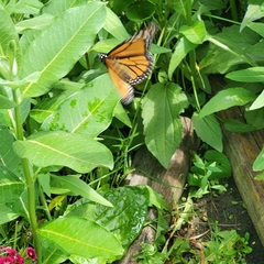 Danaus plexippus