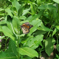 Danaus plexippus