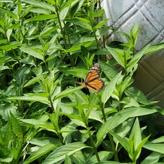 Danaus plexippus