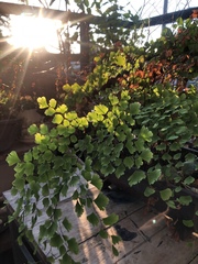 Adiantum raddianum