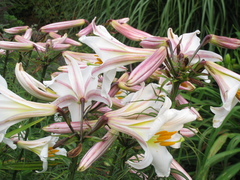 Lilium regale