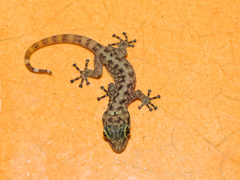 Phyllodactylus lanei