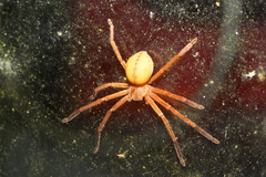 Olios scalptor