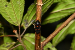 Okiscarta uchidae