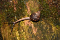 Satsuma