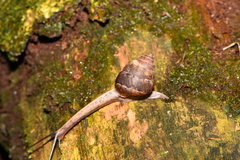 Satsuma