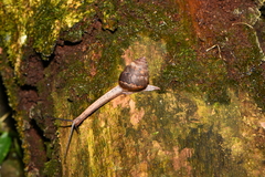 Satsuma