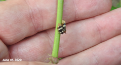 Mesoptyelus nigrifrons