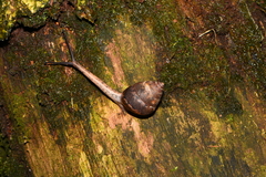 Satsuma