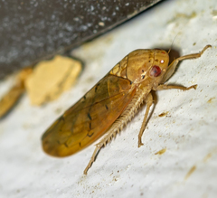 Ponana quadralaba