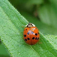 Harmonia axyridis