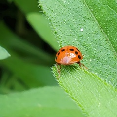 Harmonia axyridis