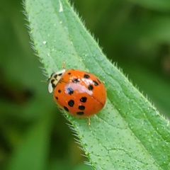 Harmonia axyridis