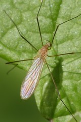 Erioptera