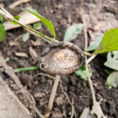 Coprinopsis lagopus