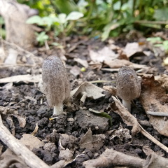 Coprinopsis lagopus