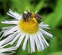 Halictus ligatus