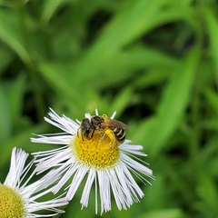 Halictus ligatus