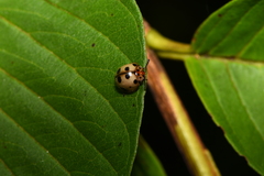 Cyclotoma formosana