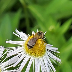 Halictus ligatus