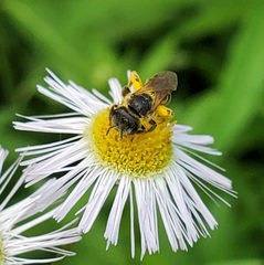 Halictus ligatus