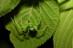 Gnathopalystes taiwanensis