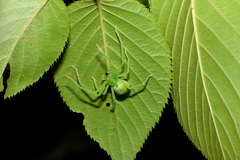 Gnathopalystes taiwanensis