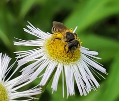 Halictus ligatus