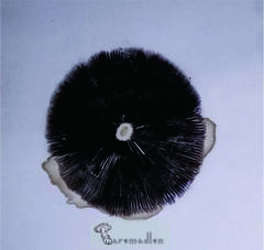Coprinopsis lagopus