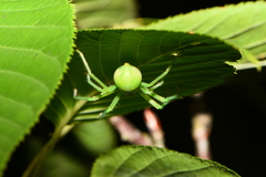 Gnathopalystes taiwanensis