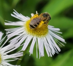 Halictus ligatus