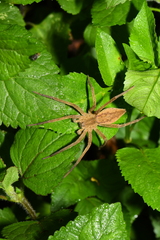Dolomedes sulfureus