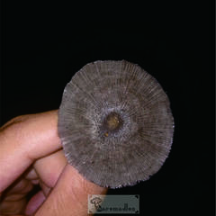 Coprinopsis lagopus