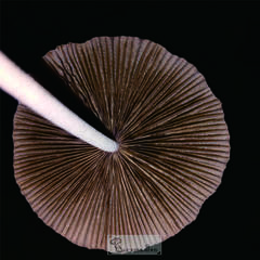Coprinopsis lagopus