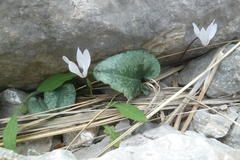 Cyclamen balearicum