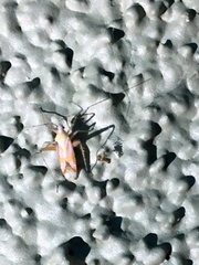 Phytocoris roseus