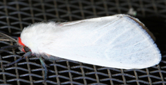 Pygarctia roseicapitis