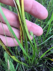 Toxicoscordion venenosum venenosum