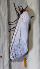 Pygarctia roseicapitis