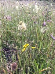 Toxicoscordion venenosum venenosum