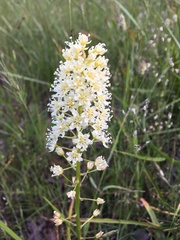 Toxicoscordion venenosum venenosum