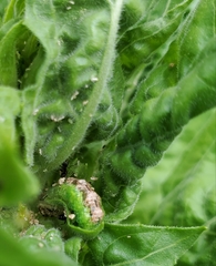 Eupeodes pomus