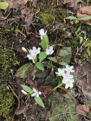 Claytonia lanceolata