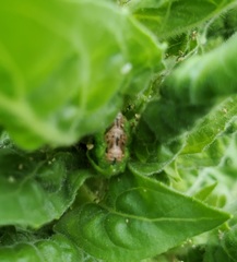Eupeodes pomus