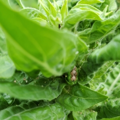 Eupeodes pomus