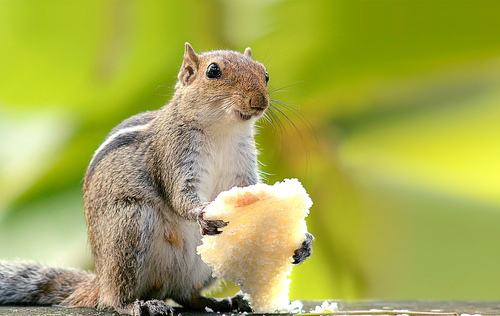 Jungle Palm Squirrel