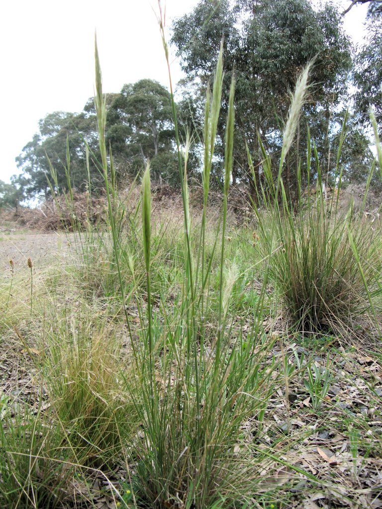 Foxtail Speargrass